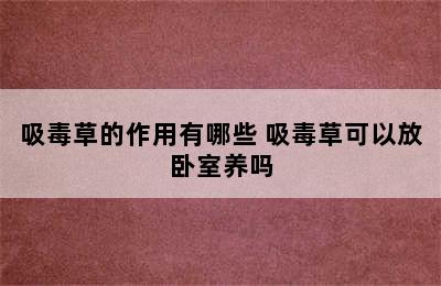 吸毒草的作用有哪些 吸毒草可以放卧室养吗